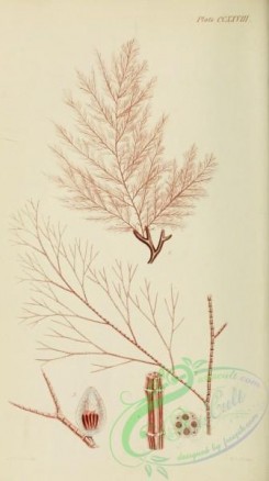 algae-00523 - polysiphonia griffithsiana