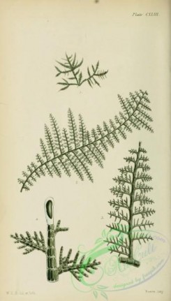 algae-00544 - sphacelaria sertularia