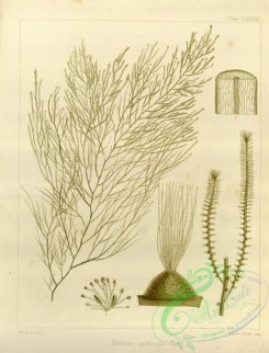 algae-00560 - 004-nereia australis