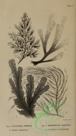 algae-00569 - 002-cystoseira fibrosa, fucus serratus, desmarestia aculeata, dictyota dichotoma