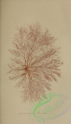 algae-00572 - 005-polysiphonia violacea