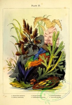 algae-00586 - bangia fusco-purpurea, codium tomentosum, bryopsis plumosa, callithamnion arbuscula, leathesia berkleyi, laminaria phyllitis