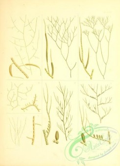 algae-00603 - 012-ectocarpus lutosus, ectocarpus viridis, ectocarpus landsburgii, ectocarpus hooperi, ectocarpus durkeei, ectocarpus mitchillae