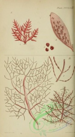 algae-00681 - chrysymenia rosea, 2