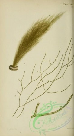 algae-00705 - ectocarpus crinitus