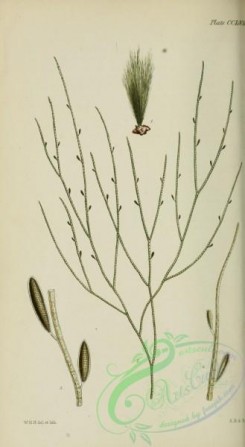 algae-00708 - ectocarpus fenestratus