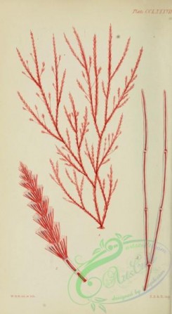 algae-00727 - griffithsia simplicifilum