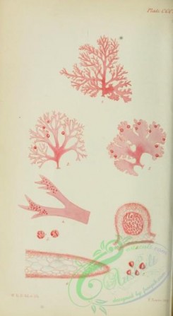algae-00769 - rhodymenia cristata