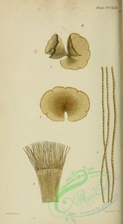 algae-00777 - zonaria collaris