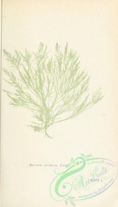 algae-00867 - 017-bryopsis plumosa-unspecified