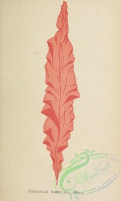 algae-00899 - grinnellia americana
