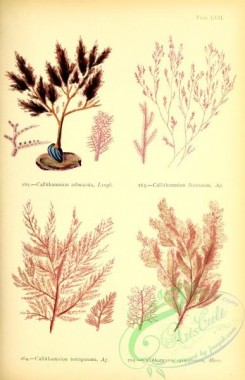 algae-00911 - callithamnion arbuscula, callithamnion floccosum, callithamnion tetragonum, callithamnion spongiosum