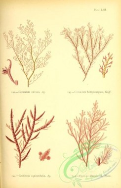 algae-00919 - ceramium rubrum, ceramium botryocarpum, griffithsia equisetifolia, spyridia filamentosa