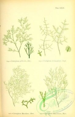 algae-00924 - cladophora pellucida, cladophora rectangularis, cladophora macailana, cladophora hutchinsiae