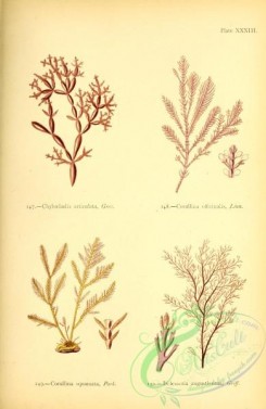 algae-00956 - chylocladia articulata, corallina officinalis, corallina squamata, delesseria angustissima