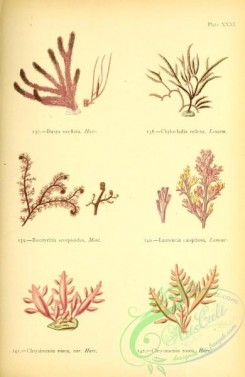 algae-00961 - dasya ocellata, chylocladia reflexa, chrysimenia rosea, bostrychia scorpioides, laurencia caespitosa