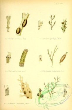 algae-00970 - elachista scutulata, elachista pulvinata, myrionema leclancherii, myrionema punctiforme, elachista velutina, myrionema strangulans