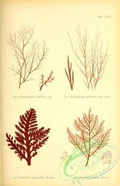 algae-00983 - polysiphonia subulifera, polysiphonia atro-rubescens, laurencia pinnatifida, laurencia obtusa