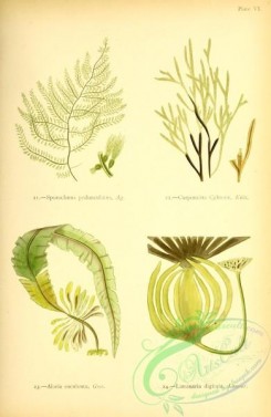 algae-00988 - sporochnus pedunculatus, carpomitra cabrerae, alaria esculenta, laminaria digitata