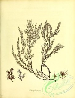 algae-01186 - fucus floccosus