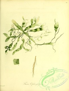 algae-01207 - fucus ophioglossum