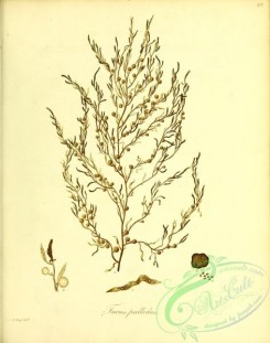 algae-01208 - fucus pallidus