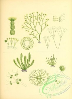 algae-01240 - 41-cymopolia barbata, dasycladus occidentalis