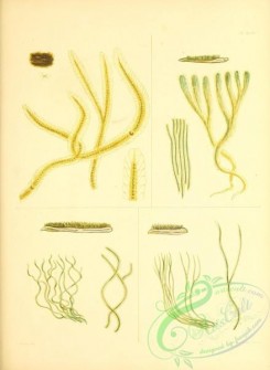 algae-01247 - 48-petalonema alatum, microcoleus corymbosus, calothrix pilosa, calothrix dura