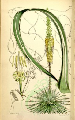 aloe-00050 - 5641-agave schidigera, Splintered-leaved American Aloe [2260x3637]