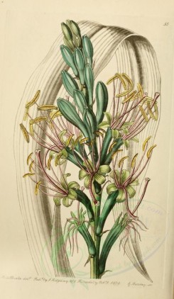 aloe-00111 - 055-agave saponaria, Soap Aloe [2016x3471]