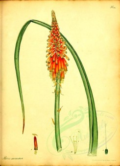 aloe-00121 - Creeping-rooted Bastard Aloe, aletris sarmentosa [2414x3320]