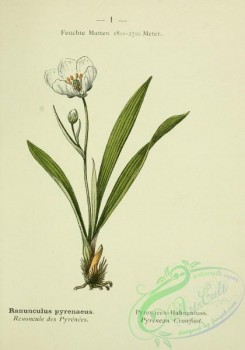 alpine_plants-00484 - 002-Pyrenean Crowfoot, ranunculus pyrenaeus