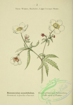 alpine_plants-00485 - 003-Fair maid of France, ranunculus aconitifolius