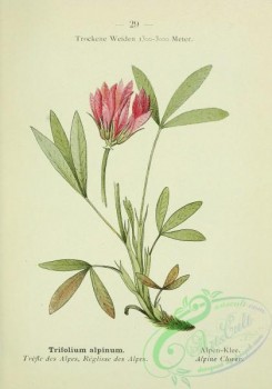 alpine_plants-00512 - 030-Alpine Clover, trifolium alpinum