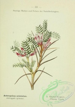 alpine_plants-00516 - 034-Thorny Vetch, astragalus aristatus