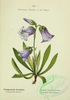 alpine_plants-00566 - 084-Bearded Bell-flower, campanula barbata