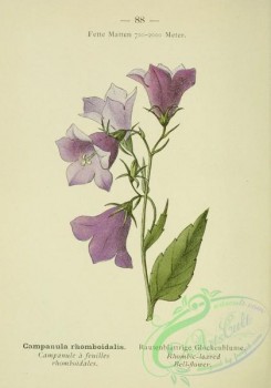 alpine_plants-00571 - 089-Rhombic-leaved Bell-flower, campanula rhomboidalis