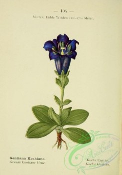 alpine_plants-00587 - 105-Koch's Gentian, gentiana kochiana
