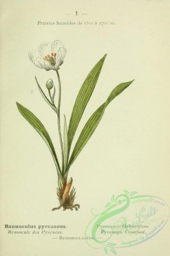 alpine_plants-00628 - 002-Pyrenean Crowfoot, ranunculus pyrenaeus