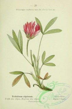 alpine_plants-00656 - 030-Alpine Clover, trifolium alpinum