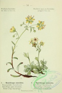 alpine_plants-00678 - 052-Furrowed Stonebreak, saxifraga exarata, Stone-crop Saxifrage, saxifraga aizoides