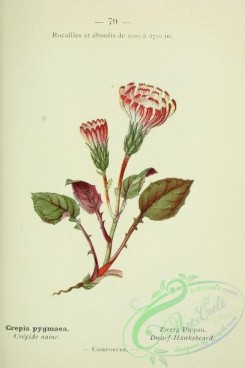 alpine_plants-00706 - 080-Dwarf-Hawksbeard, crepis pygmaea