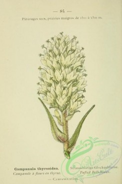 alpine_plants-00711 - 085-Tufted Bell-flower, campanula thyrsoidea