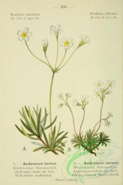 alpine_plants-00727 - 101-Flesh-coloured Man's-shield, androsace lactea