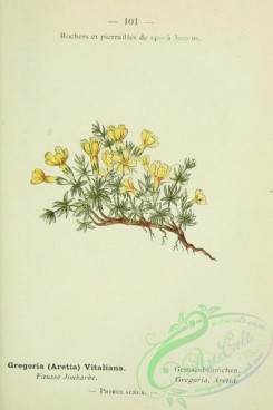 alpine_plants-00728 - 102-gregoria (aretia) vitaliana