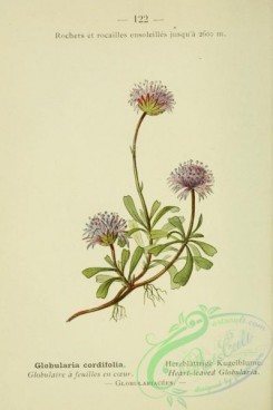 alpine_plants-00749 - 123-Hear-leaved Globularia, globularia cordifolia