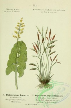 alpine_plants-00770 - 144-Northern Spleenwort, asplenium septentrionale, Moonwort, botrychium lunaria
