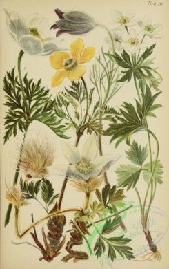 alpine_plants-00781 - 010-anemone (pulsatilla) alpina, anemone montana, anemone narcissiflora, anemone vernalis