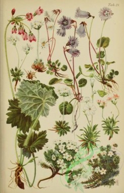 alpine_plants-00792 - 021-androsace chamaeiasme, androsace villosa, androsace obtusifolia, androsace lactea, androsace carnea, androsace helvetica, cortusa matthioli, soldanella minima