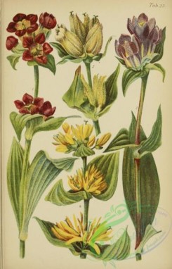 alpine_plants-00794 - 023-gentiana purpurea, gentiana punctata, gentiana pannonica, gentiana lutea